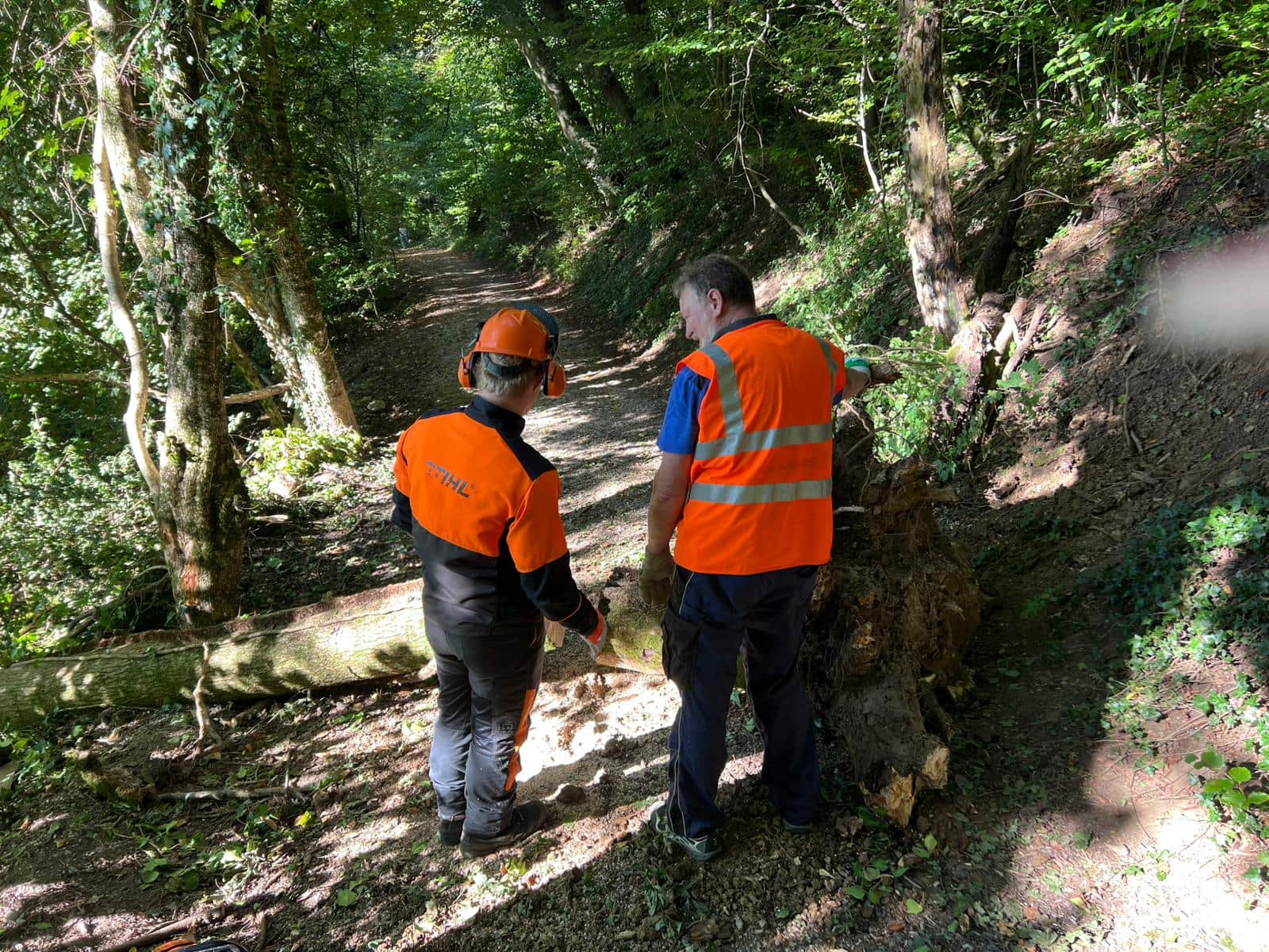 Weg von Baumwurzel freiräumen